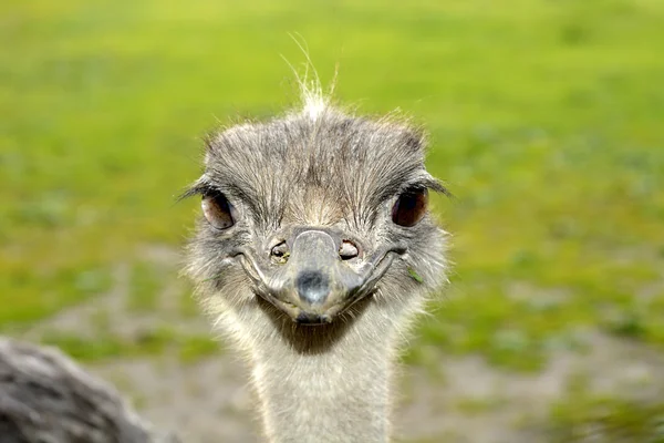 Face Ostrich — Stock Photo, Image