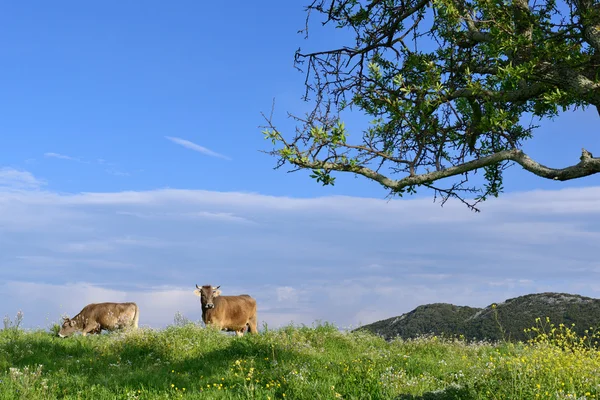 Bergkühe — Stockfoto