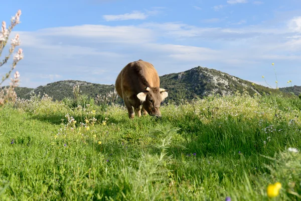 Bergkuh — Stockfoto