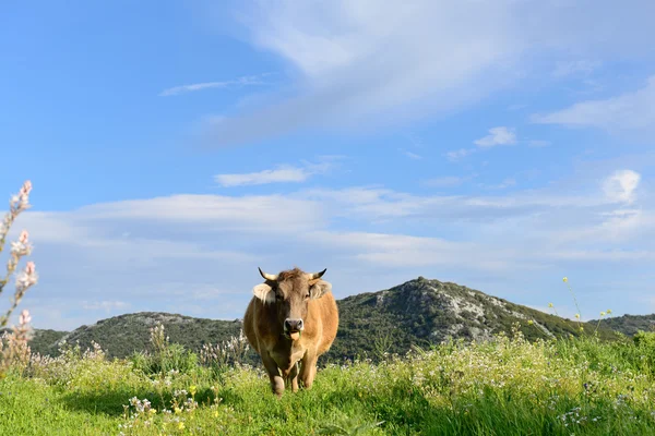 Vacas de montanha — Fotografia de Stock