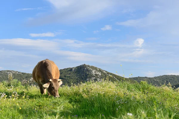 Vacas de montanha — Fotografia de Stock