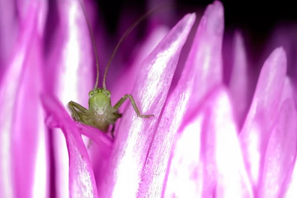 Hottentot Fig en groene sprinkhaan — Stockfoto