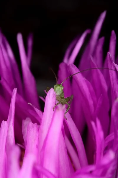 Hottentot Fig och grön gräshoppa — Stockfoto