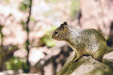 Uinta Groung Squirrel clipart