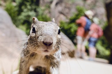 Uinta Groung Squirrel clipart