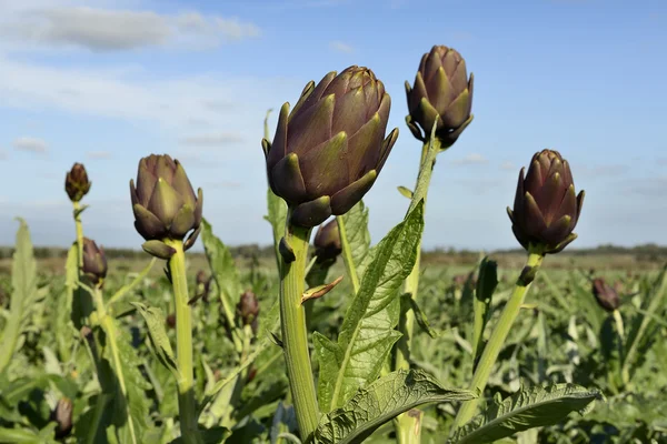 Cultivation of Artichokes — Stock Photo, Image