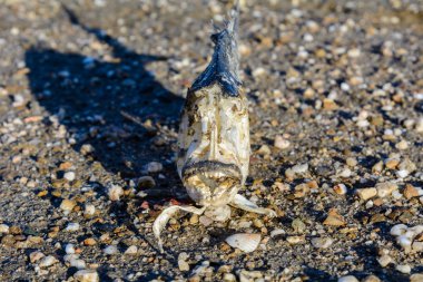 Kum üzerinde balık iskeleti