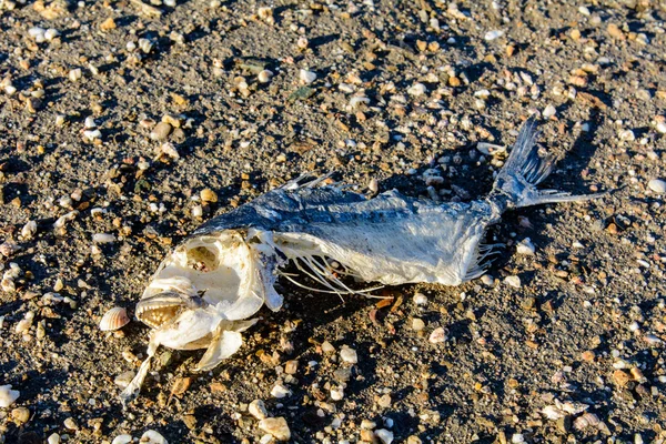 Skeleton Fish on the Sand — Stock Photo, Image