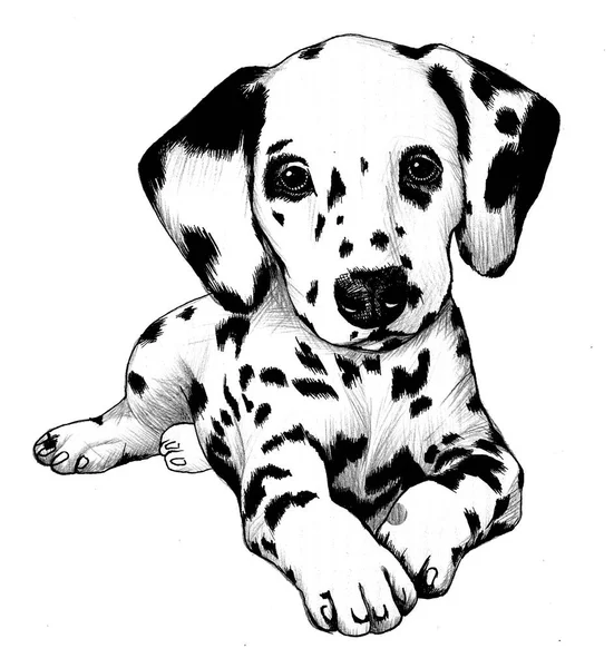 Roztomilé Dalmatské Štěně Pes Ručně Kreslené Ilustrace — Stock fotografie