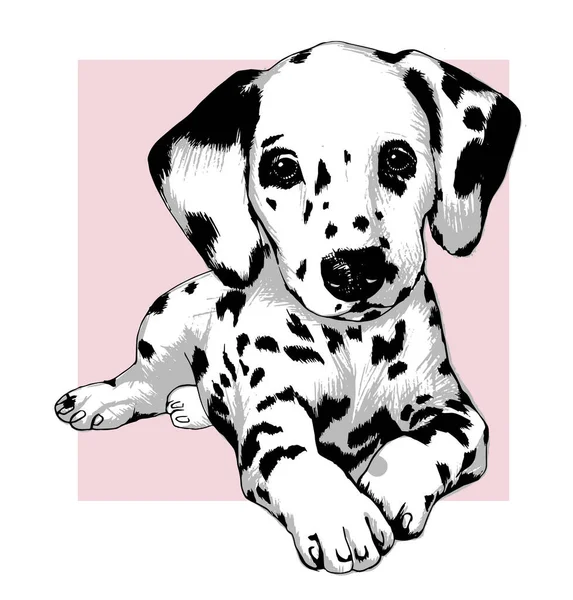 Mignon Chiot Dalmate Chien Illustration Vectorielle Dessinée Main — Image vectorielle