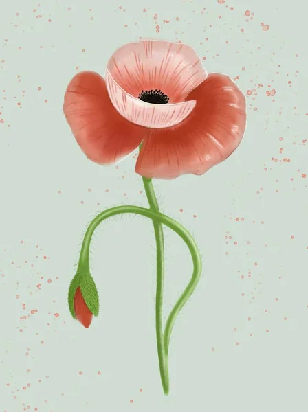 Watercolor poppies bouquet. Hand painted floral illustration with leaves, seed capsule and branches isolated on white background. For design, print and fabric. — Stock Photo, Image