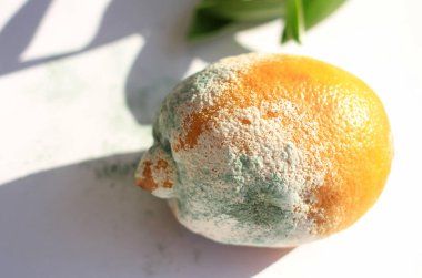 Bozuk sarı limon, beyaz ve mavi küflü.