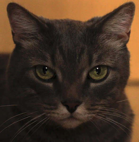 Vacker Grå Katt Med Vit Mynning Och Gröna Ögon — Stockfoto