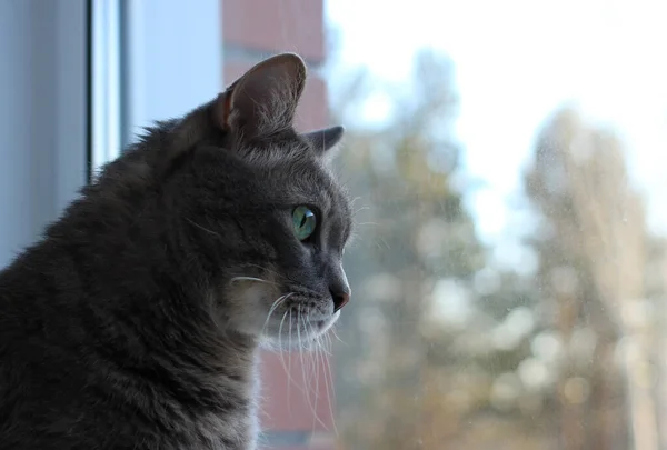 Eine Schöne Graue Katze Mit Weißer Schnauze Und Grünen Augen — Stockfoto