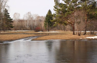 Rusya 'nın orta Sibirya' daki ormanlarda bahar manzarası ve karlar eriyor.