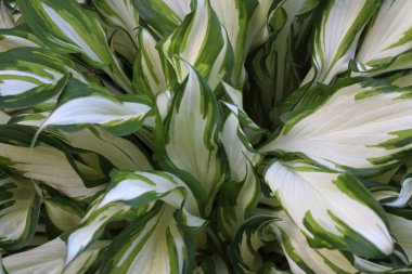 yeşil çeşitlendirilmiş yapraklar üst görünümü kapatır