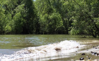 Kıyı bölgelerinin ve yüksek su boyunca çalıların taşması
