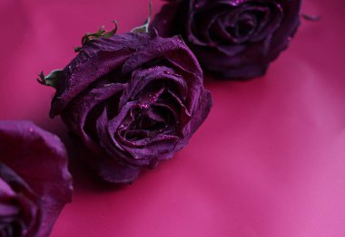 Pembe-mor arka planda parıldayan kurumuş kırmızı güller.