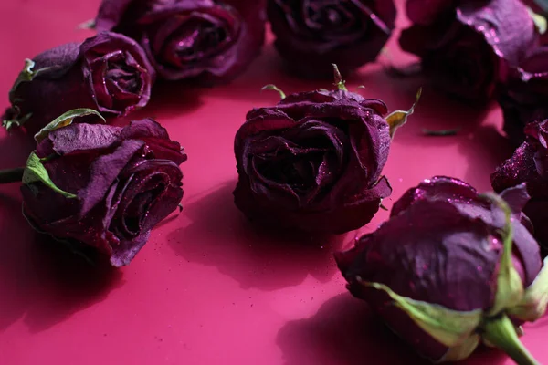 Torkade Scharlakansröda Rosor Med Glitter Rosa Lila Bakgrund — Stockfoto