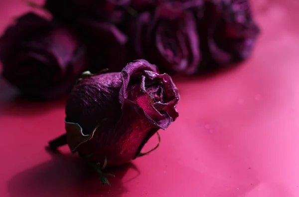 Torkade Scharlakansröda Rosor Med Glitter Rosa Lila Bakgrund — Stockfoto