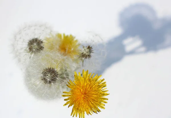 Karahindiba çiçekleri beyaz arkaplanda gölgesi olan sarı ve beyazdır.