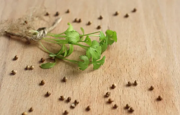 Semillas Cilantro Cilantro Verde Cultivado Una Tabla Madera — Foto de Stock