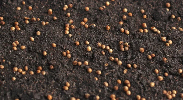 Sementes Tempero Coentro Chão Para Cultivo Verduras — Fotografia de Stock