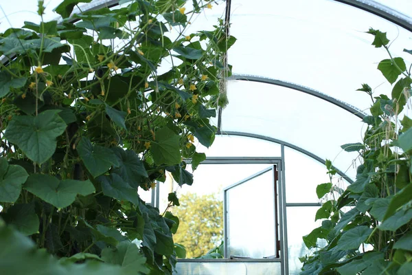 Поликарбонатная оранжерея с огуречными виноградниками с цветением и огурцами — стоковое фото