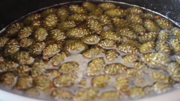 Zdrowy pyszny dżem z młodych zielonych szyszek sosnowych — Wideo stockowe
