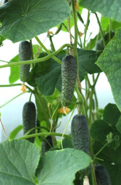 Serada salatalık, salatalık mikrobu ve salatalık koğuşu var.