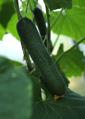 Serada salatalık, salatalık mikrobu ve salatalık koğuşu var.