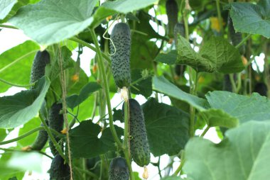 Serada salatalık, salatalık mikrobu ve salatalık koğuşu var.