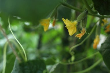 Serada salatalık, salatalık mikrobu ve salatalık koğuşu var.