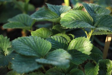 Sabah çiğ taneleri üzerinde yeşil çilek çalıları