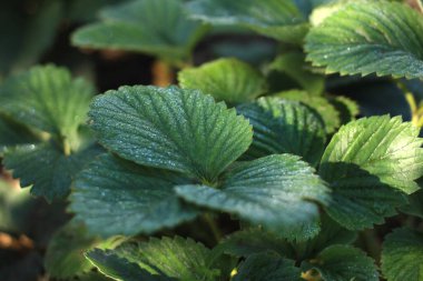 Sabah çiğ taneleri üzerinde yeşil çilek çalıları