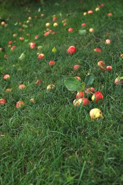 Kırmızı büyük Ranetki, elmaların sonbahar hasadı olan yeşil çimlerin üzerinde ufalandı.