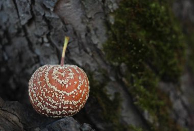 Ağaç kabuğu ve yeşil yosunların arka planına karşı dairesel desen şeklinde küflenmiş elma, üst görünüm