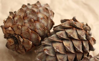 Bej arka planda fındıklı sedir konisi, sağlıklı ve sağlıklı yemekler, üst görünüm.