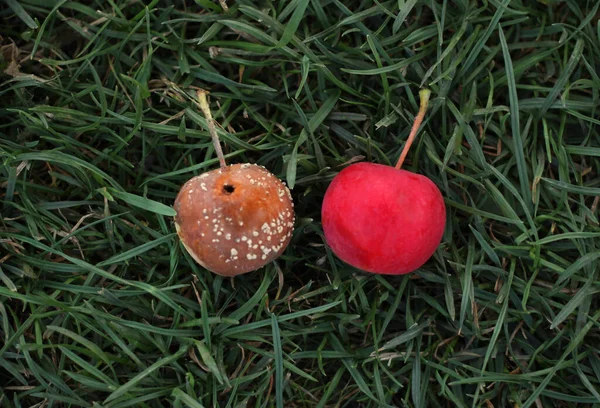 Spoiled apple with mold, in the form of a circular pattern on green grass, top view — Stock Photo, Image