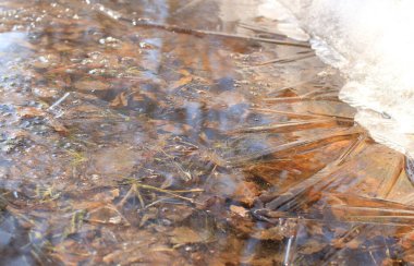 Portakallı kuru yapraklı su birikintisi üzerindeki güzel buz.
