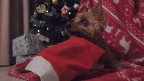 Cute little dog nibbles with Santas red holiday hat. — Stock Video