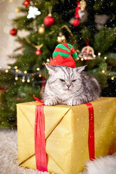 Kızgın, tatminsiz, elf şapkalı gri bir kedi büyük bir hediyenin üzerinde yatıyor.. — Stok fotoğraf