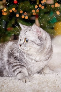 Büyük gözlü gri bir kedi, Noel ağacının yanında yumuşak bir halıda yatıyor..