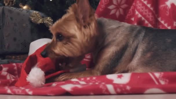 Cute little dog lies on a red blanket and nibbles on Santas red holiday hat. — Stock Video