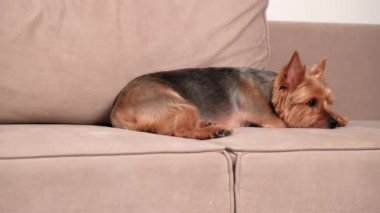 Evde, bir Spitz köpeği bej bir kanepede yatar. Ayağa kalktı ve kanepeden atladı..