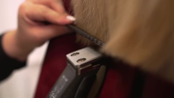 Detailní záběr na kadeřníka stříhá konce vlasů s nůžkami pomocí hřebenu — Stock video
