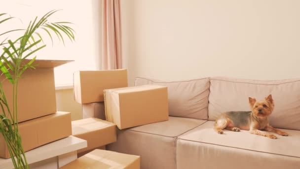 Une femme en chemise à carreaux met une boîte en carton de choses sur le canapé. — Video