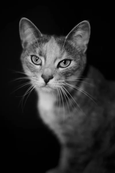 Vackert porträtt av en grå katt med stora ögon. Svart och vitt foto. — Stockfoto