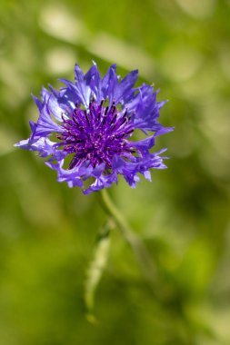 Çimenlerdeki mavi çiçek. Knapweed çiçeği. Yüksek çözünürlüklü. Yüksek kalite fotoğraf