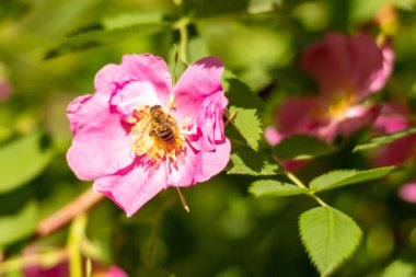 Pembe gül kalça çiçeği. Yüksek kalite fotoğraf